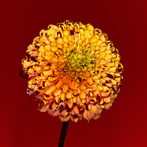 丝袜 强奸乱伦  尼龙袜亚洲
